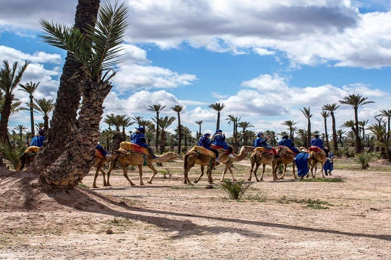 Sunset camel ride in the palm grove of Marrakech to ...