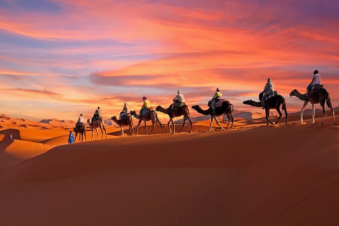 Sunset Camel Ride in Palm Grove